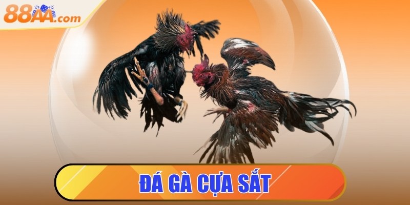 Đá gà cựa sắt - Luật chơi chi tiết người mới cần nắm rõ